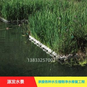 源发承接各种水生植物净水绿化工程  生态浮岛