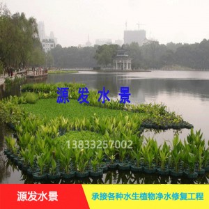 源发承接各种水生植物净水绿化工程  生态浮岛
