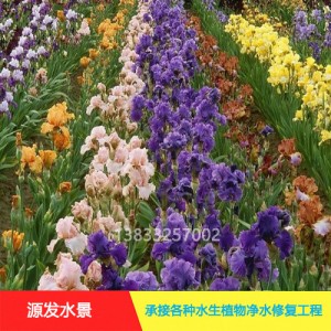 源发承接各种水生植物净水绿化工程 鸢尾、芦苇 生态浮岛