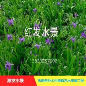 源发承接各种水生植物净水绿化工程 鸢尾、芦苇 生态浮岛