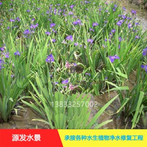 源发承接各种水生植物净水绿化工程 鸢尾、芦苇 生态浮岛