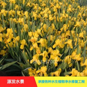 源发承接各种水生植物净水绿化工程 鸢尾、芦苇 生态浮岛