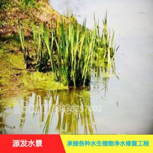 源发承接各种水生植物净水绿化工程  水葱