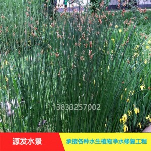 源发承接各种水生植物净水绿化工程  水葱