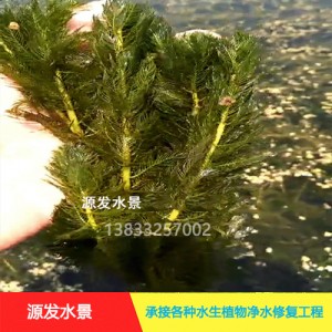 源发承接各种水生植物净水绿化工程  沉水植物