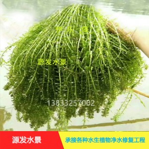 源发承接各种水生植物净水绿化工程  沉水植物