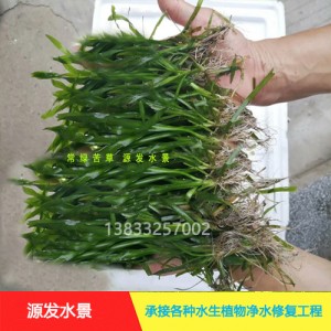 源发承接各种水生植物净水绿化工程  沉水植物