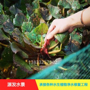 源发承接各种水生植物净水绿化工程 浮水植物