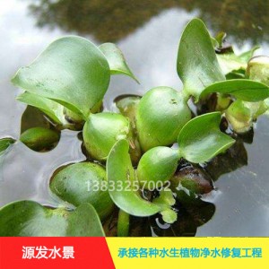 源发承接各种水生植物净水绿化工程 浮水植物