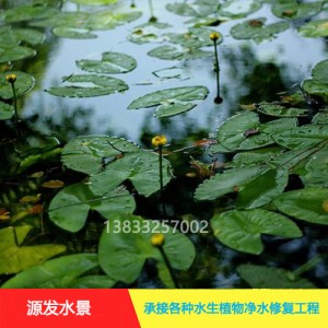 源发承接各种水生植物净水绿化工程 浮水植物