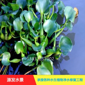 源发承接各种水生植物净水绿化工程 浮水植物 水葫芦苗