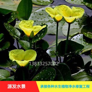 源发承接各种水生植物净水绿化工程 浮水植物 荇菜