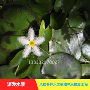 源发承接各种水生植物净水绿化工程 浮水植物 荇菜