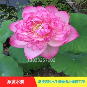 源发承接各种水生植物净水绿化工程  荷花 精品千瓣莲