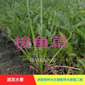 源发承接各种水生植物净水绿化工程 梭鱼草 绿化工程