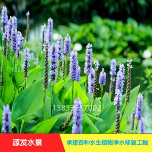 水葫芦和金鱼藻的不同点