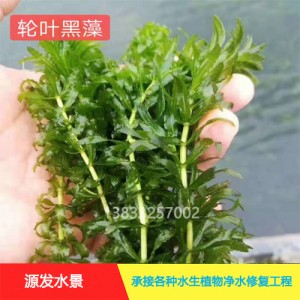 源发承接各种水生植物净水绿化工程 沉水植物