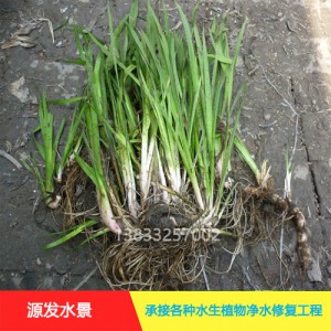 源发承接各种水生植物净水绿化工程  菖蒲