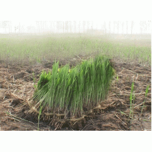 源发承接各种水生植物净水绿化工程 芦苇