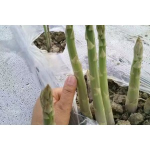 种植基地