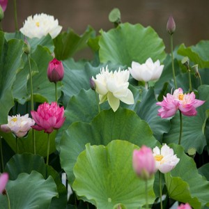 荷花苗