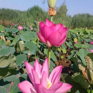 荷花苗