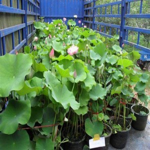 荷花苗