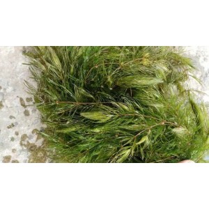 沉水植物