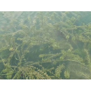 沉水植物